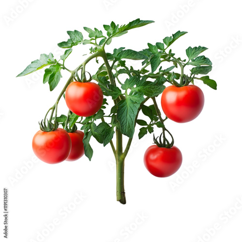 Red Ripe Tomatoes Growing on Lush Green Plant Branch Isolated eco food diet farm fresh juicy image  