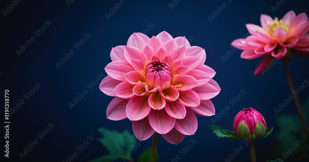 Vibrant pink dahlia in the garden on dark blue background with copy space.