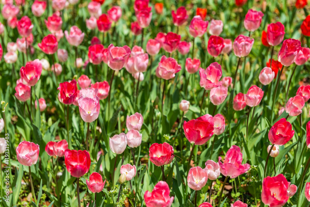 blooming spring red tulips flower like background in park, garden floral background blooming spring red tulips flower like background in park, garden floral background