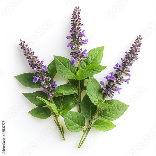 Patchouli plant with vibrant purple flowers and rich green leaves against a clean white background for natural aesthetics