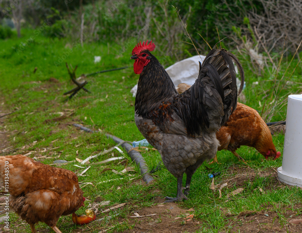 Fototapeta premium Colorful rooster stands proudly among hens in a lush countryside setting during a sunny afternoon
