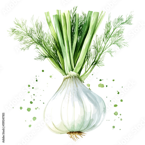 A watercolor clipart of fennel, isolated on a white background. Fennel vector.
