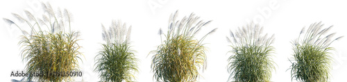 Miscanthus sinensis Silberfeder grass, Maiden pampas grass isolated png on a transparent background premium cutout high resolution (Chinese silver grass, Silver Feather, Japanese Silver Grass) 