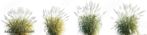 Φωτογραφία Miscanthus sinensis Silberfeder grass, Maiden pampas grass isolated png on a tra