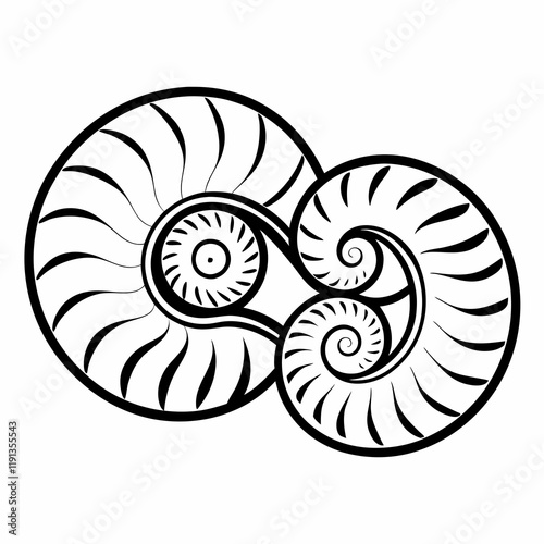 nautilus shell illustration