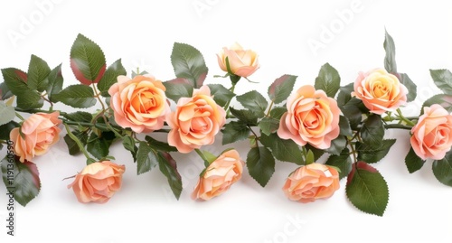 Elegant peach roses garland decoration isolated on white background for floral arrangements home decor and events