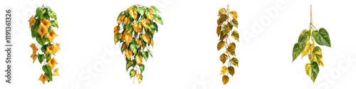 Devils ivy or golden pathos hanging isolated on transparent background, Set of photo