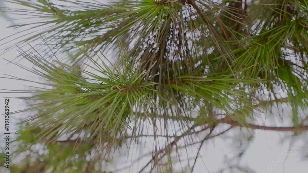 pine needles on branches swaying in the wind
