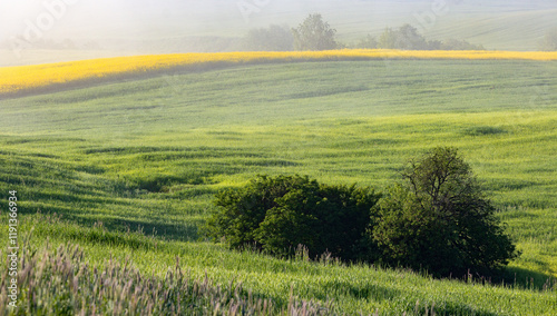 Zielona Letnia Warmia 