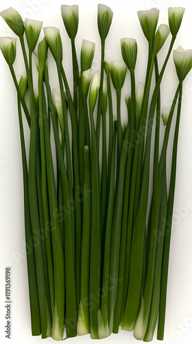 Fresh chives bouquet, kitchen herb, cooking ingredient, white background, food photography, recipe ingredient photo