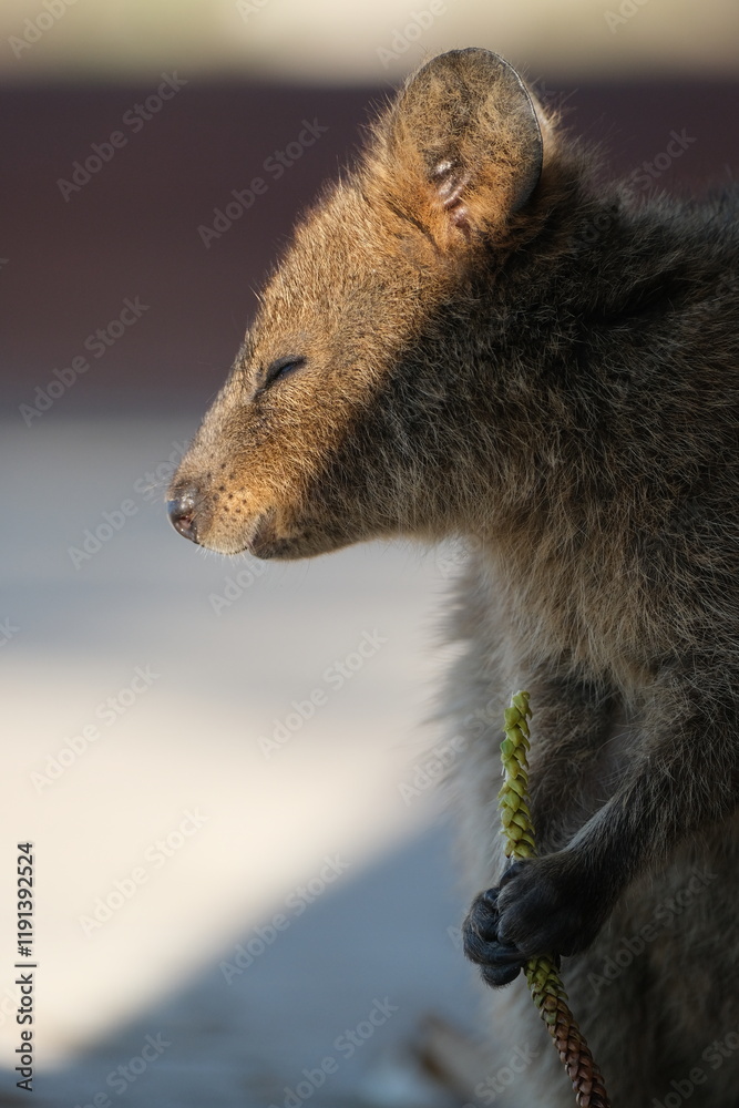 Naklejka premium Quokka (Setonix brachyurus)