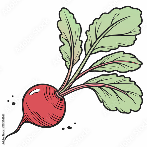 radish isolated on white