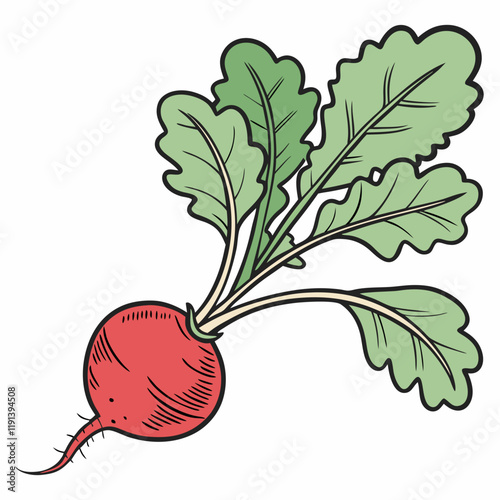 beetroot isolated on white background