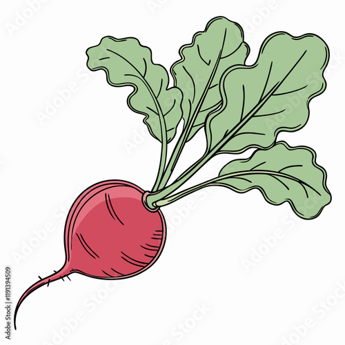 beetroot isolated on white background