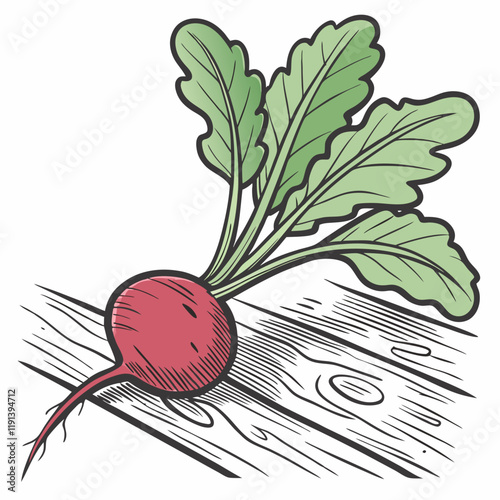 radish on a white background