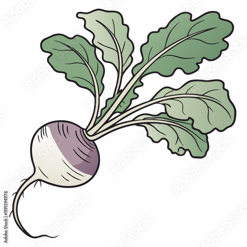 illustration of a radish