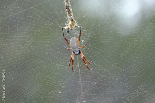 Australian golden orb weaver (Trichonephila edulis)