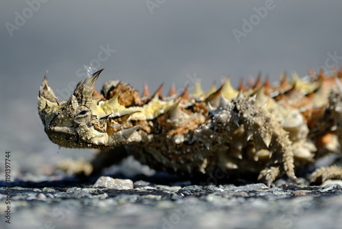 Thorny Devil (Moloch horridus)