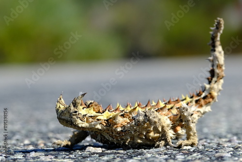 Thorny Devil (Moloch horridus)