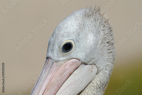 Australian Pelican (Pelecanus conspicillatus)