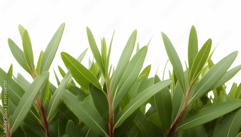 Obraz premium Lush green foliage, close-up view, isolated on white, ideal for website banners or design elements