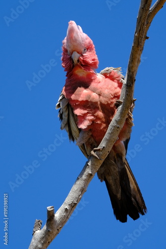 Australian Galah (Eolophus roseicapilla)