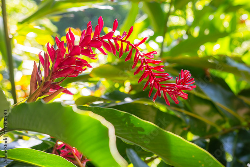 A beautiful Alpinia purpurata flower photo