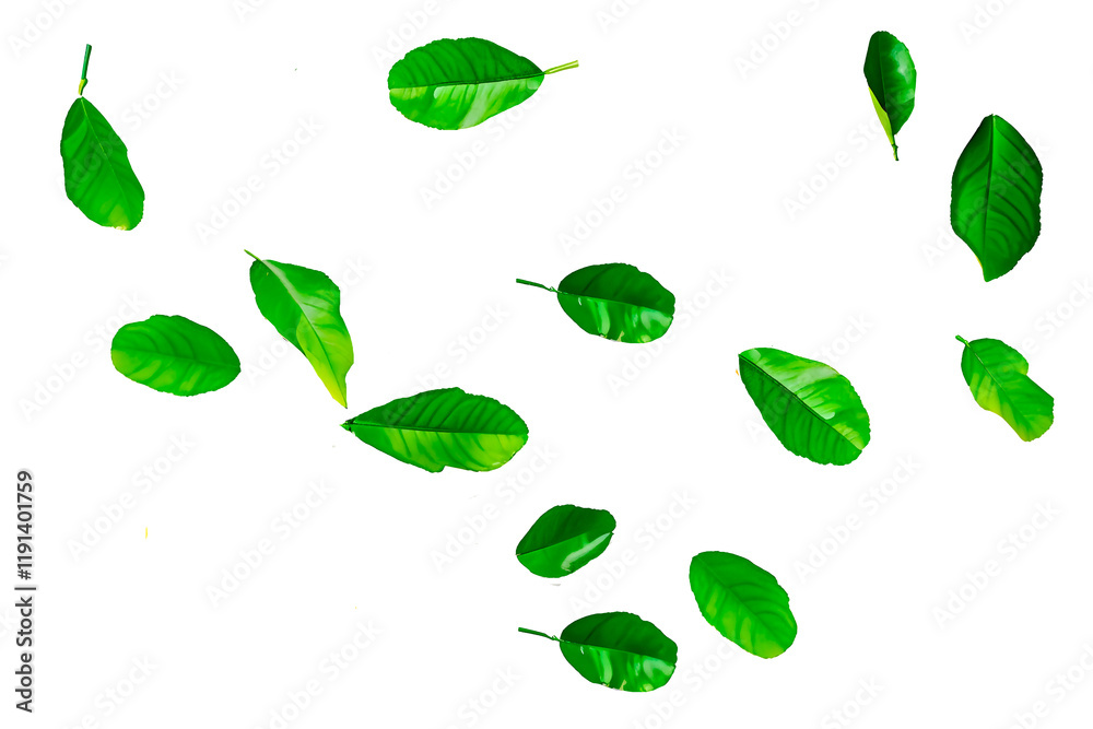 green leaves isolated on white green leaves isolated on white