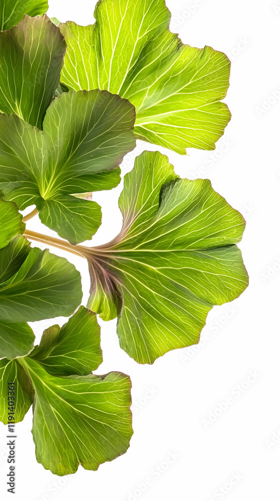 Lush green Ginkgo Biloba leaves, close-up view, isolated on white background. Ideal for botanical, healthcare, or nature publications Lush green Ginkgo Biloba leaves, close-up view, isolated on white background. Ideal for botanical, healthcare, or nature publications