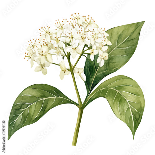 A watercolor vector of elder flower, isolated on a white background. Elder Flower vector.

