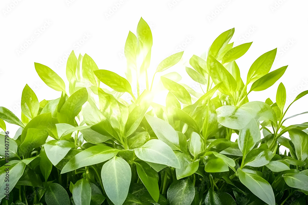 Lush green leaves backlit by sunlight, creating a vibrant natural border. Ideal for spring, nature, or environmental themes