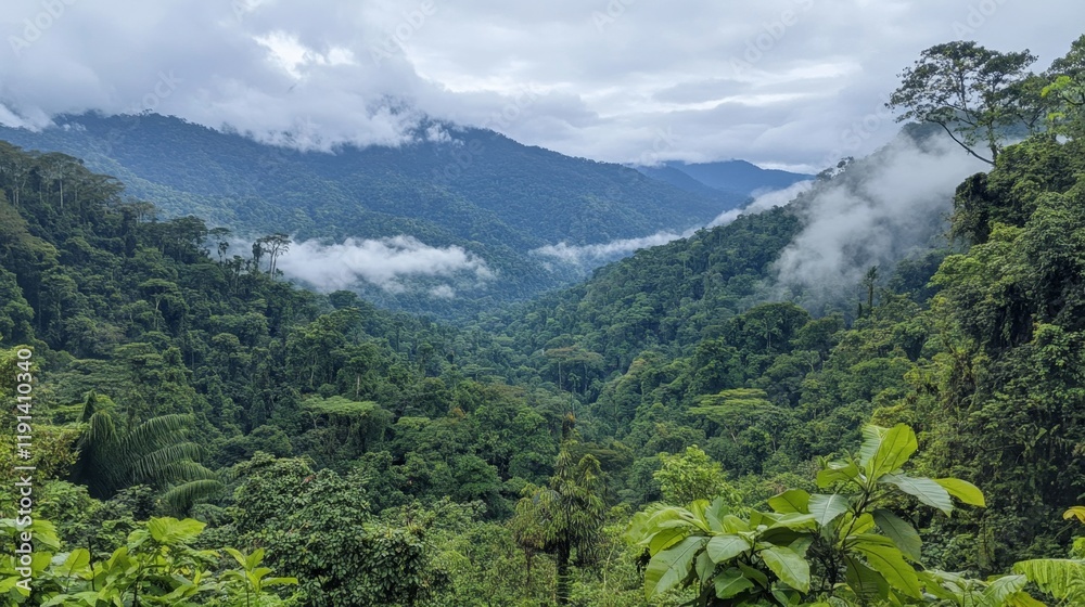 Fototapeta premium Majestic Rainforest Valley Scenery