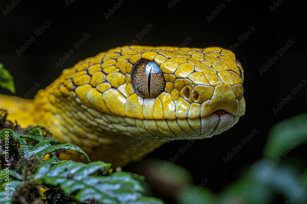 A snake with its head up and looking at the camera. The snake is yellow and has brown eyes A snake with its head up and looking at the camera. The snake is yellow and has brown eyes
