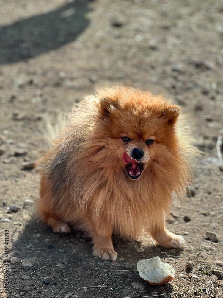 Pomeranian dog licking lips on dirt ground Pomeranian dog licking lips on dirt ground