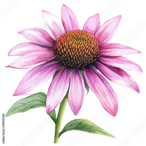 A watercolor painting of echinacea, isolated on a white background. Echinacea vector.
