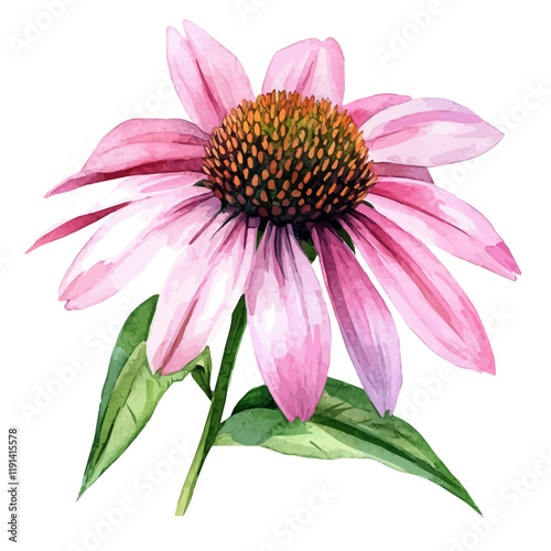 A watercolor painting of echinacea flower, isolated on a white background. Echinacea Flower vector.
