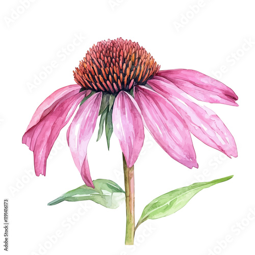 A watercolor painting of echinacea flower, isolated on a white background. Echinacea Flower vector.
