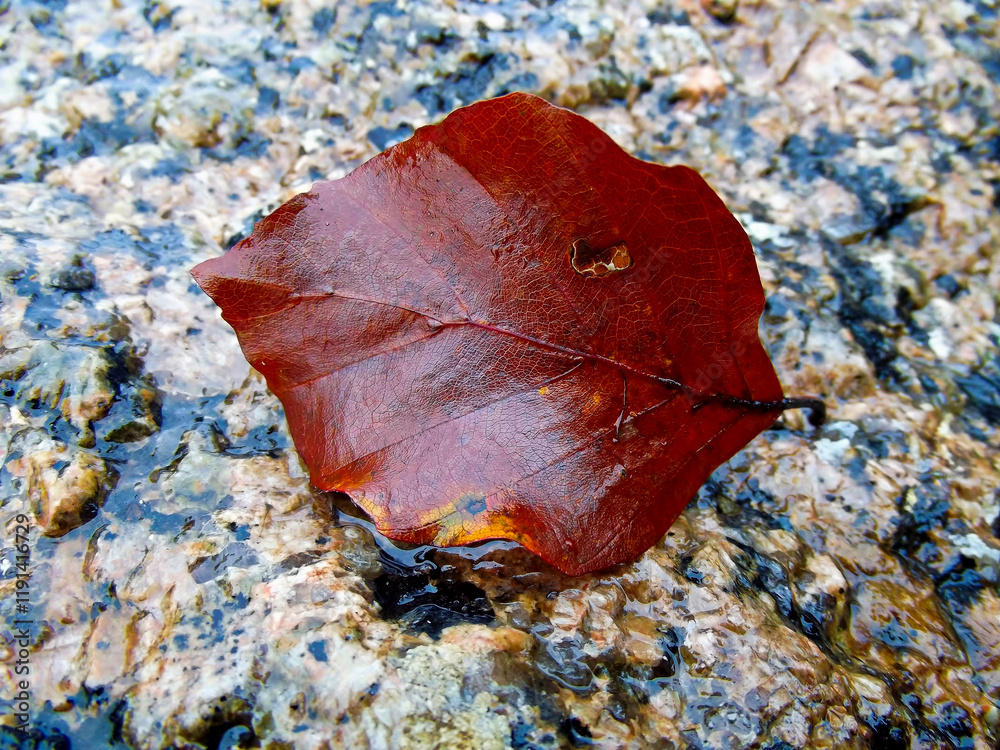 Ein Blatt im Herbst auf einem Granitstein