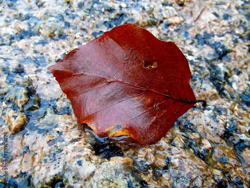 Obraz na płótnie Ein Blatt im Herbst auf einem Granitstein w salonie