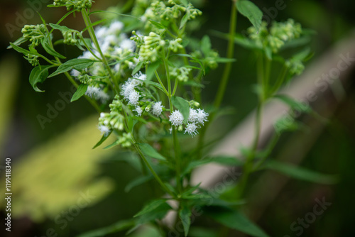 Common boneset (eupatorium perfoliatum) along a hiking trail in Ontario. photo