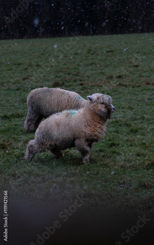 Sheep on a grass field