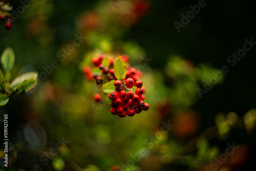 red berries in autumn