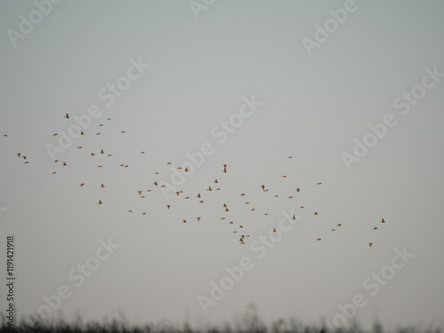 Ein Scharm des Berghänflings fliegt am Himmel im Winter bei Würzburg als Wintergast in Deutschland photo