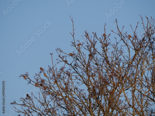 Im Winter ruht sich ein Scharm des Berghänflings als Wintergast in Deutschland auf den Ästen eines Baums bei Würzburg aus photo