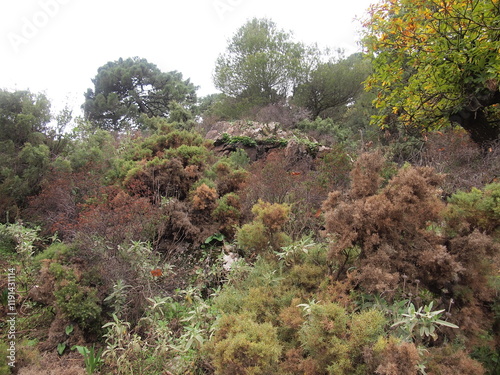 Sendero Río de los Horcajos (Tolox, Province of Málaga, Andalusia, Kingdom of Spain) photo