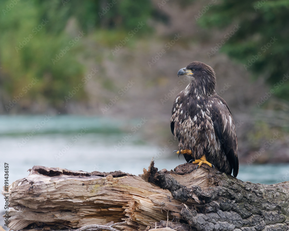 Fototapeta premium Young Bald Eagle (Haliaeetus leucocephalus) perched on a tree trunk near the Kenai River in Kenai Peninsula, Alaska, USA