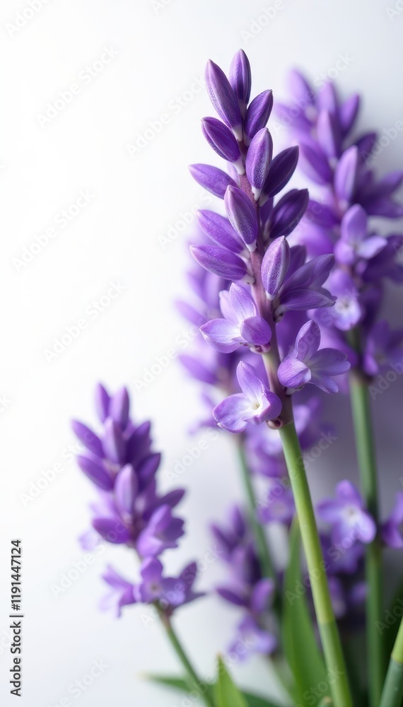 Naklejka premium Delicate lavender blooms, vibrant purple hues against pure white , still life, spring