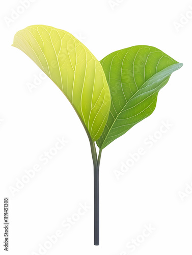 Wallpaper Mural Young plant sprout, two leaves, growth, nature, isolated white background, environmental concept, website, advertising Torontodigital.ca