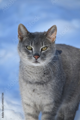 Gray Cat in Snow