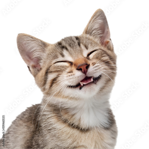 cute, adorable cat having cute smile on its face with closed eyes on white background